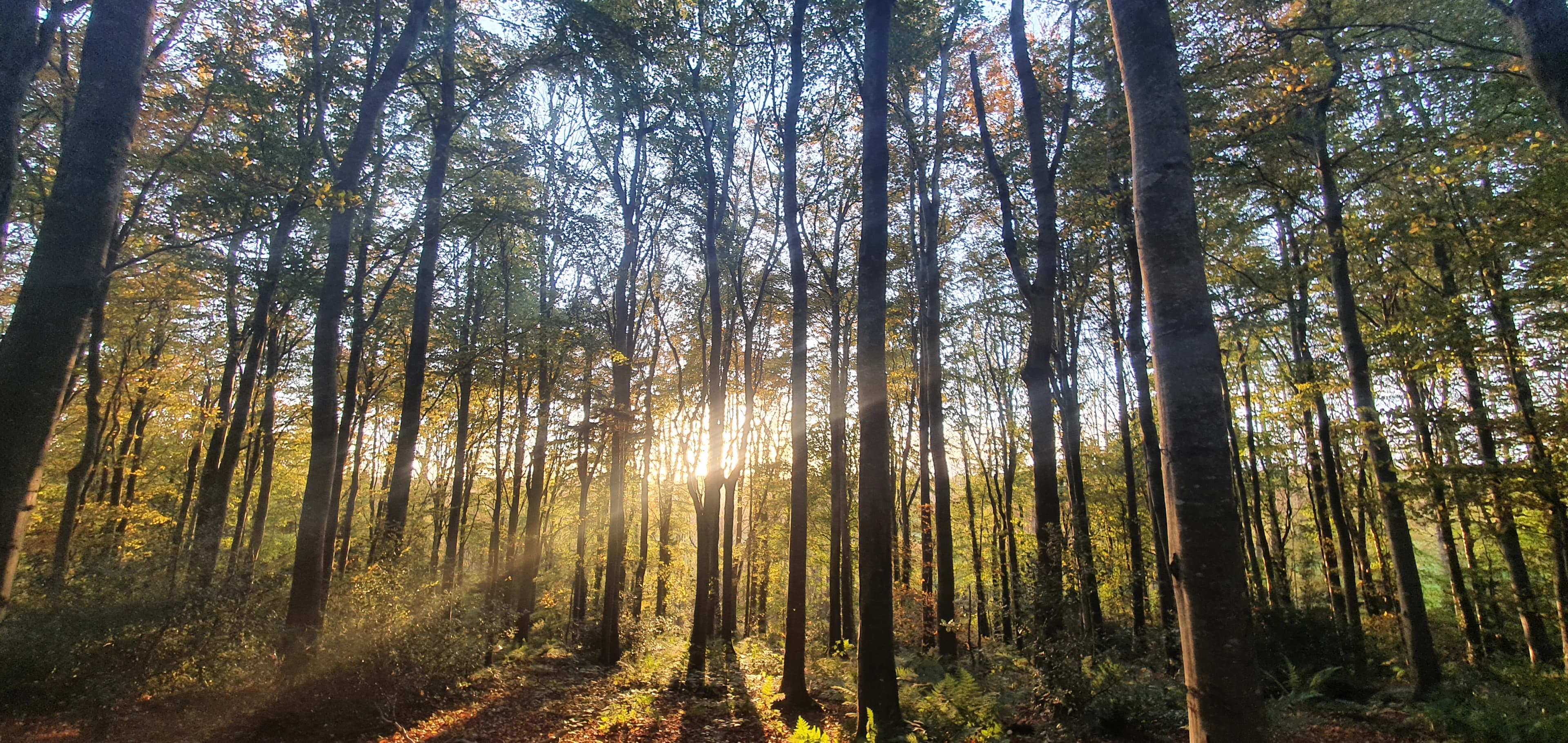 Good Afternoon banner - pcollins.tech